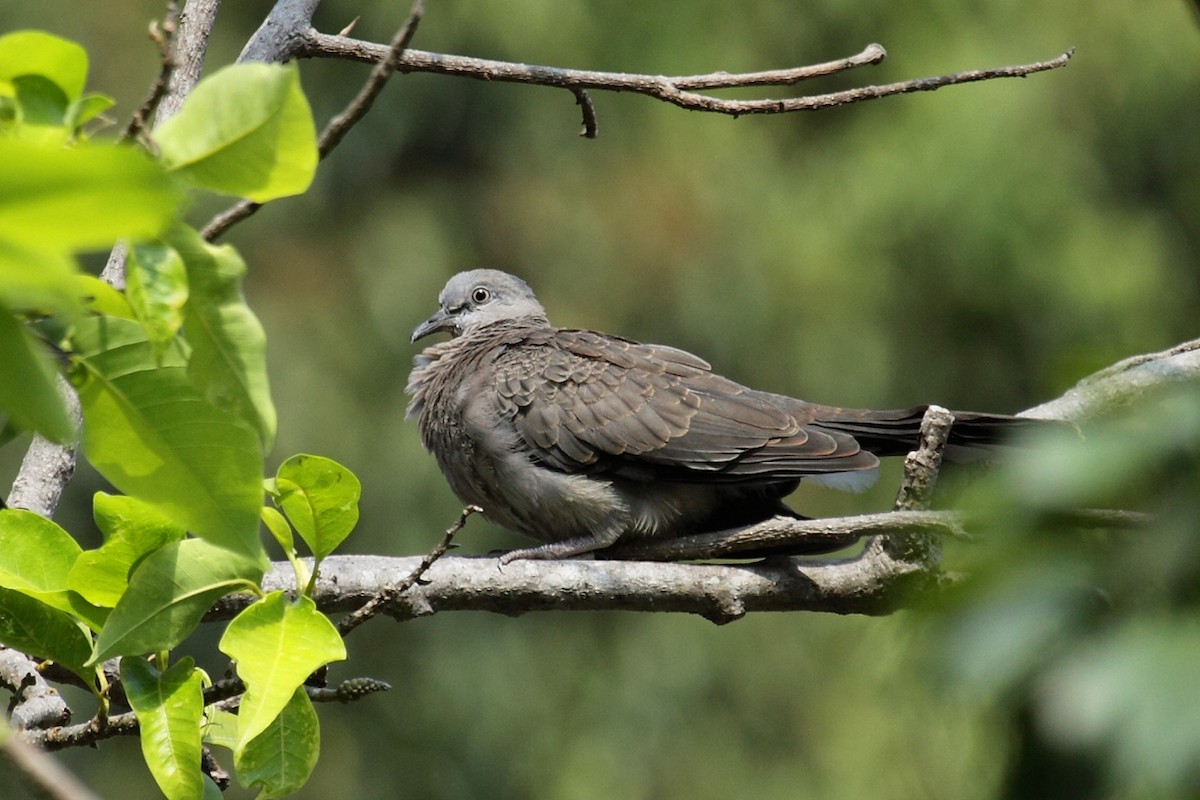 Spotted Dove - ML163779811