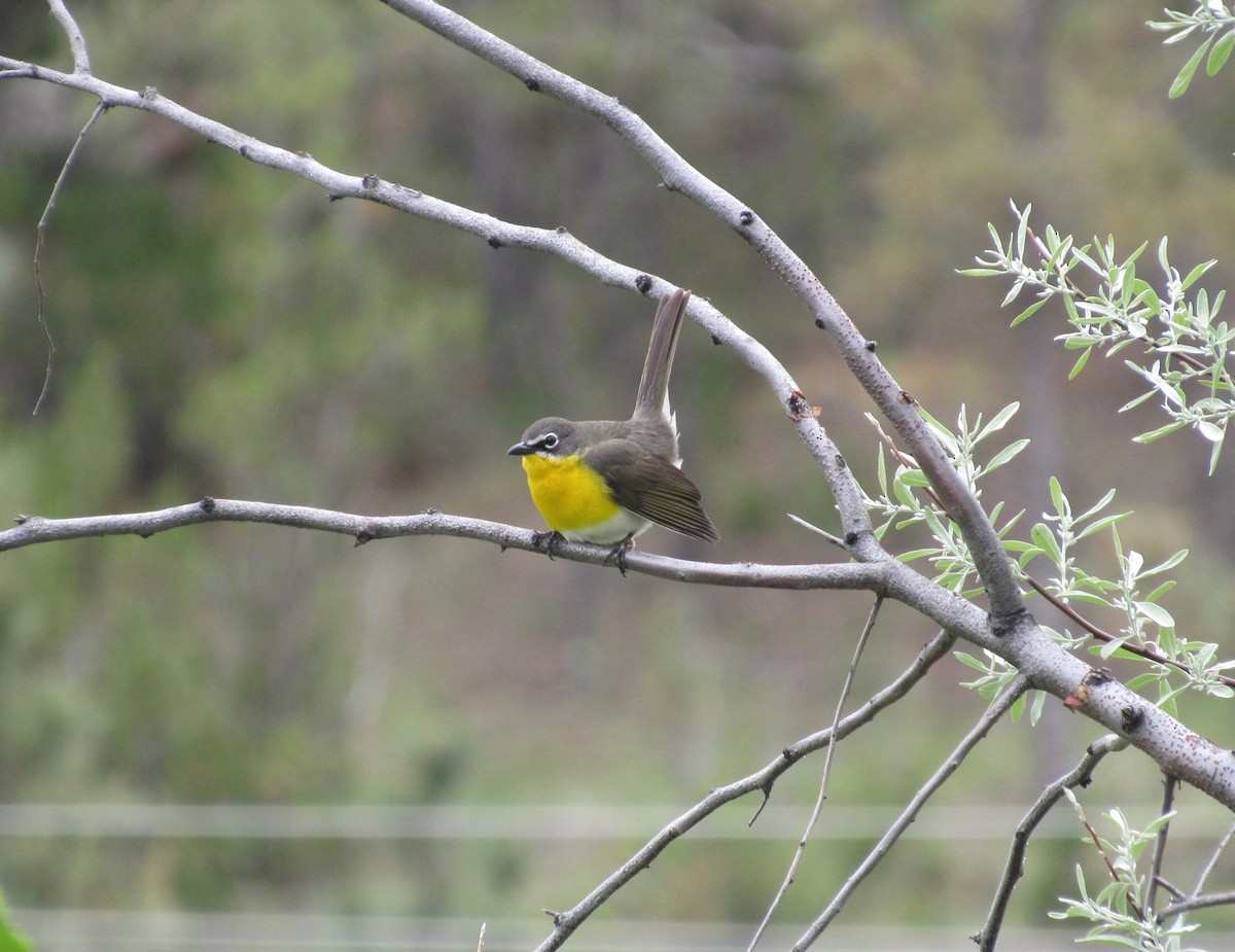 Yellow-breasted Chat - ML163784131