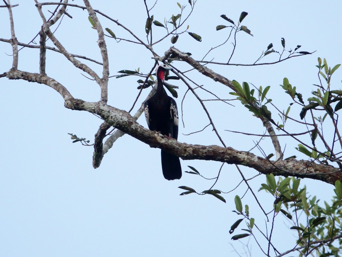 Red-throated Piping-Guan - ML163785821