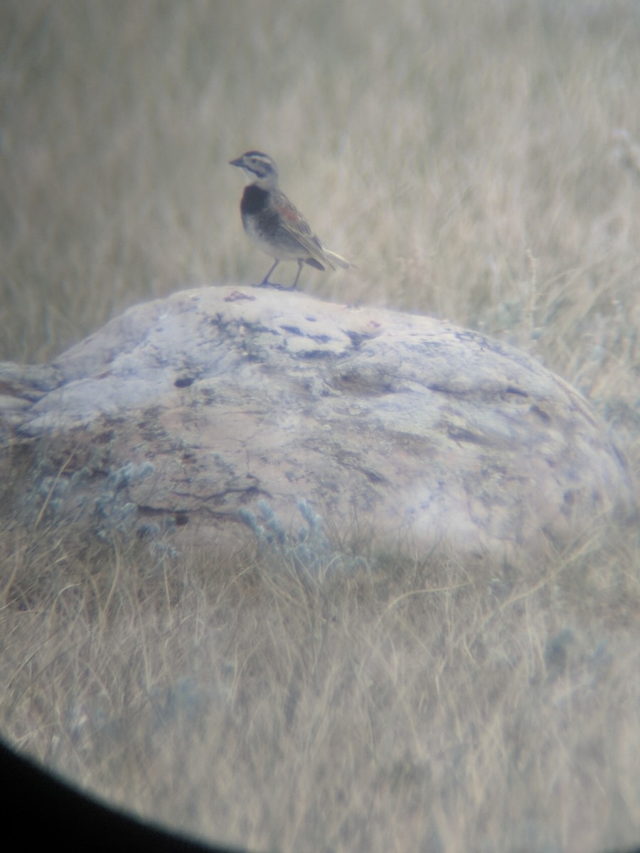 Thick-billed Longspur - ML163785931