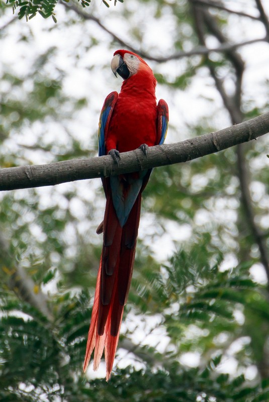 Scarlet Macaw - Rolando Chávez