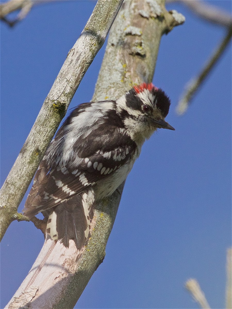 Downy Woodpecker - ML163788191
