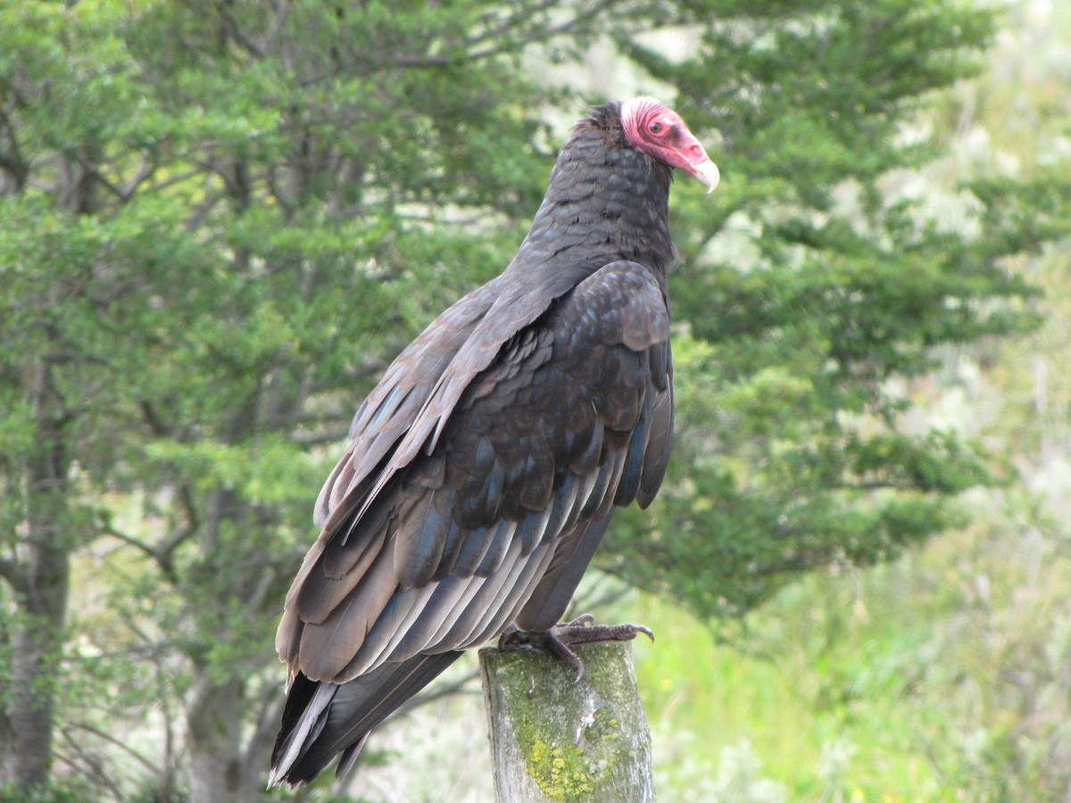 Turkey Vulture - ML163792741