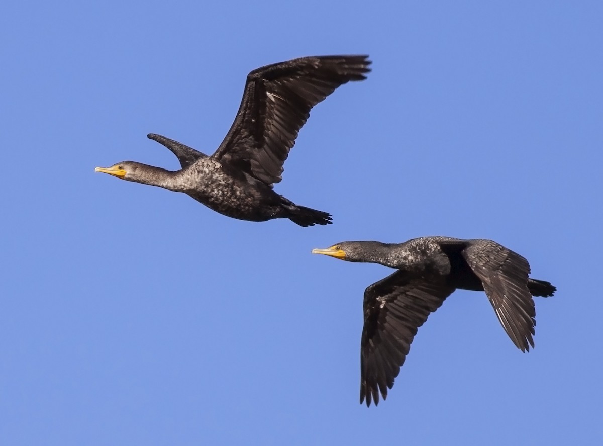 Double-crested Cormorant - Robyn Waayers