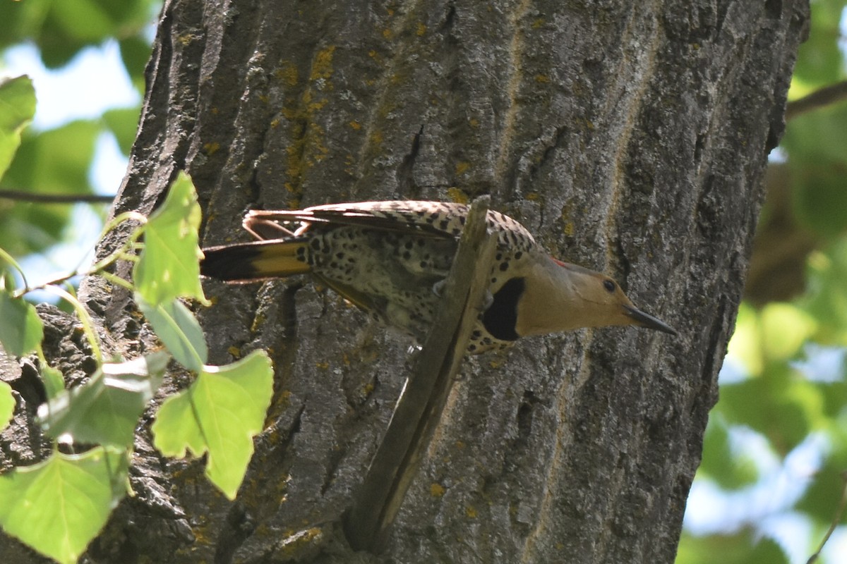 Northern Flicker (Yellow-shafted) - ML163800391