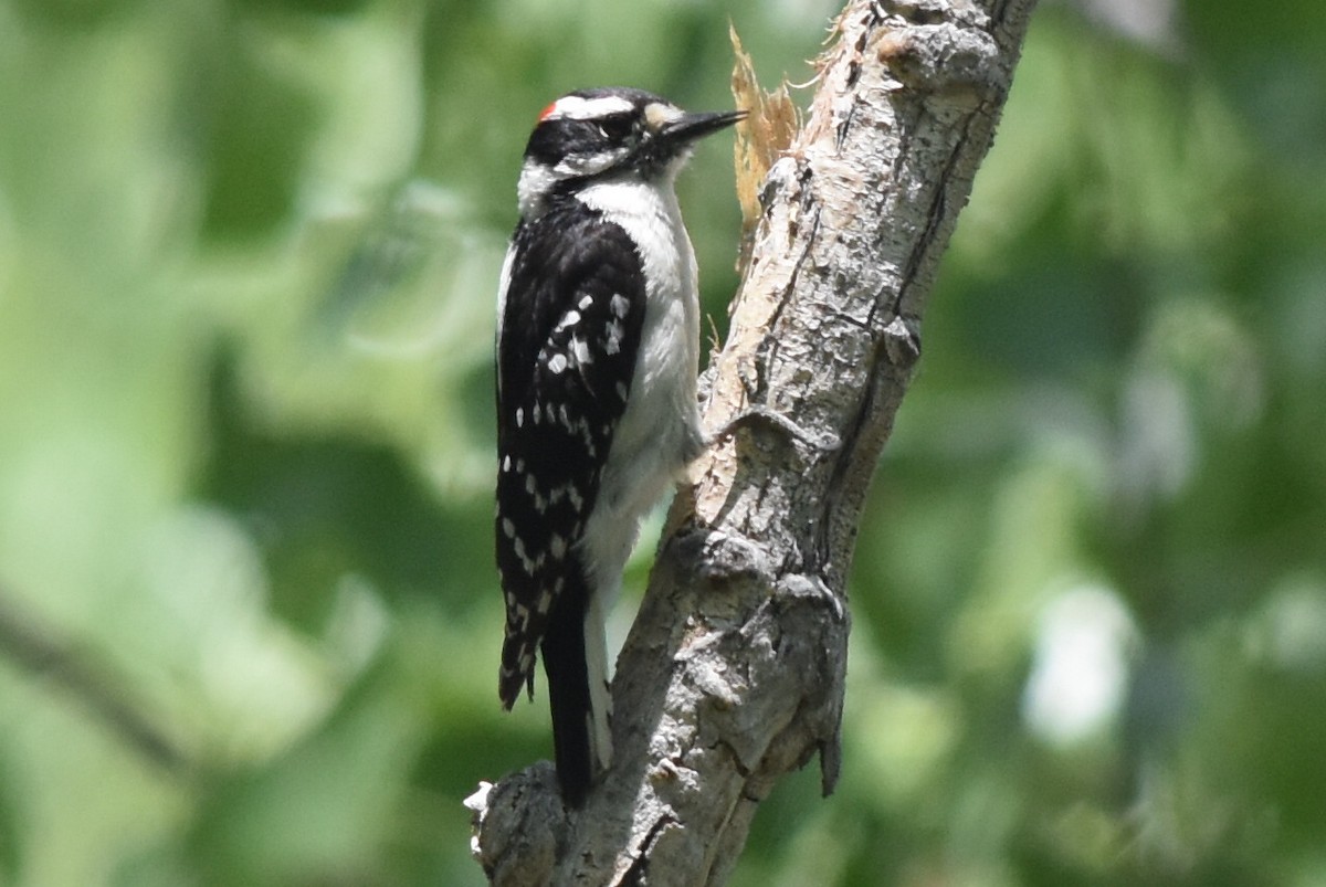 Downy Woodpecker (Eastern) - ML163801061