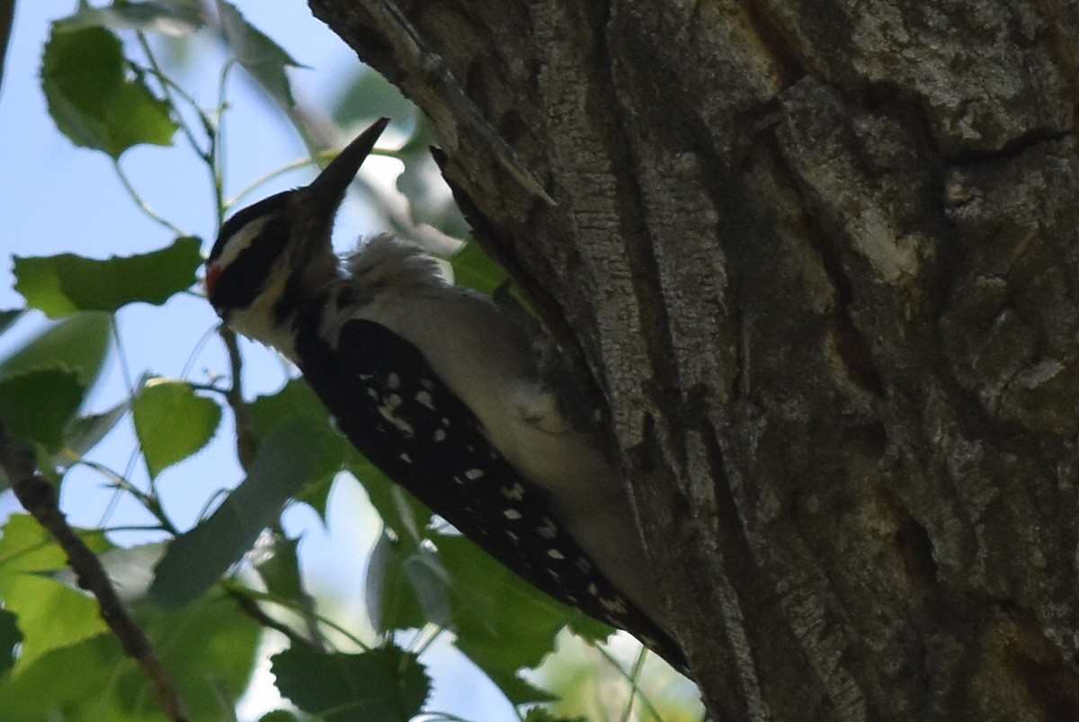 Hairy Woodpecker (Eastern) - Caleb Strand