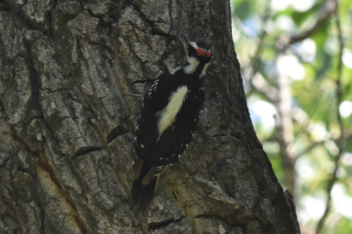 Hairy Woodpecker (Eastern) - ML163801101