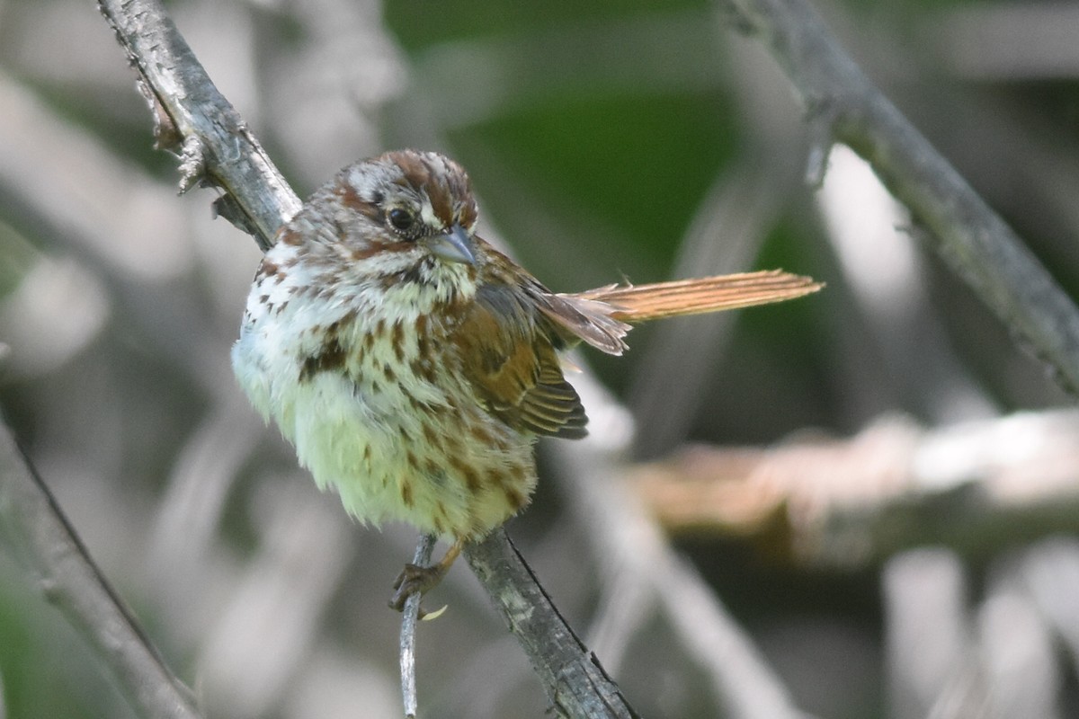Song Sparrow (montana/merrilli) - ML163801201