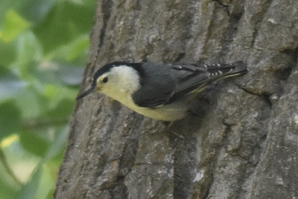 White-breasted Nuthatch (Interior West) - ML163801481
