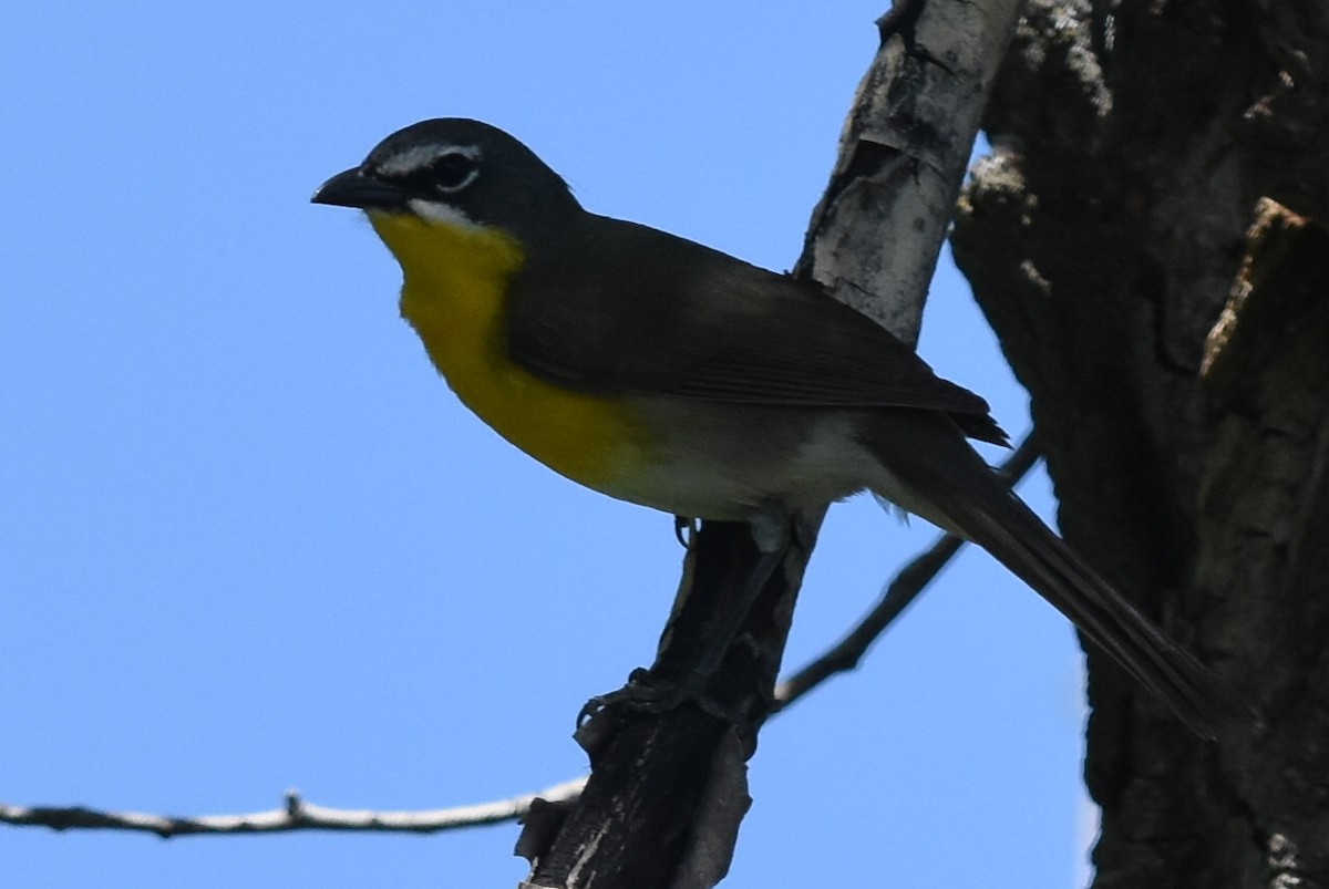 Yellow-breasted Chat - ML163801521