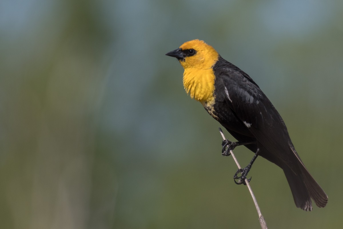 Yellow-headed Blackbird - ML163802811