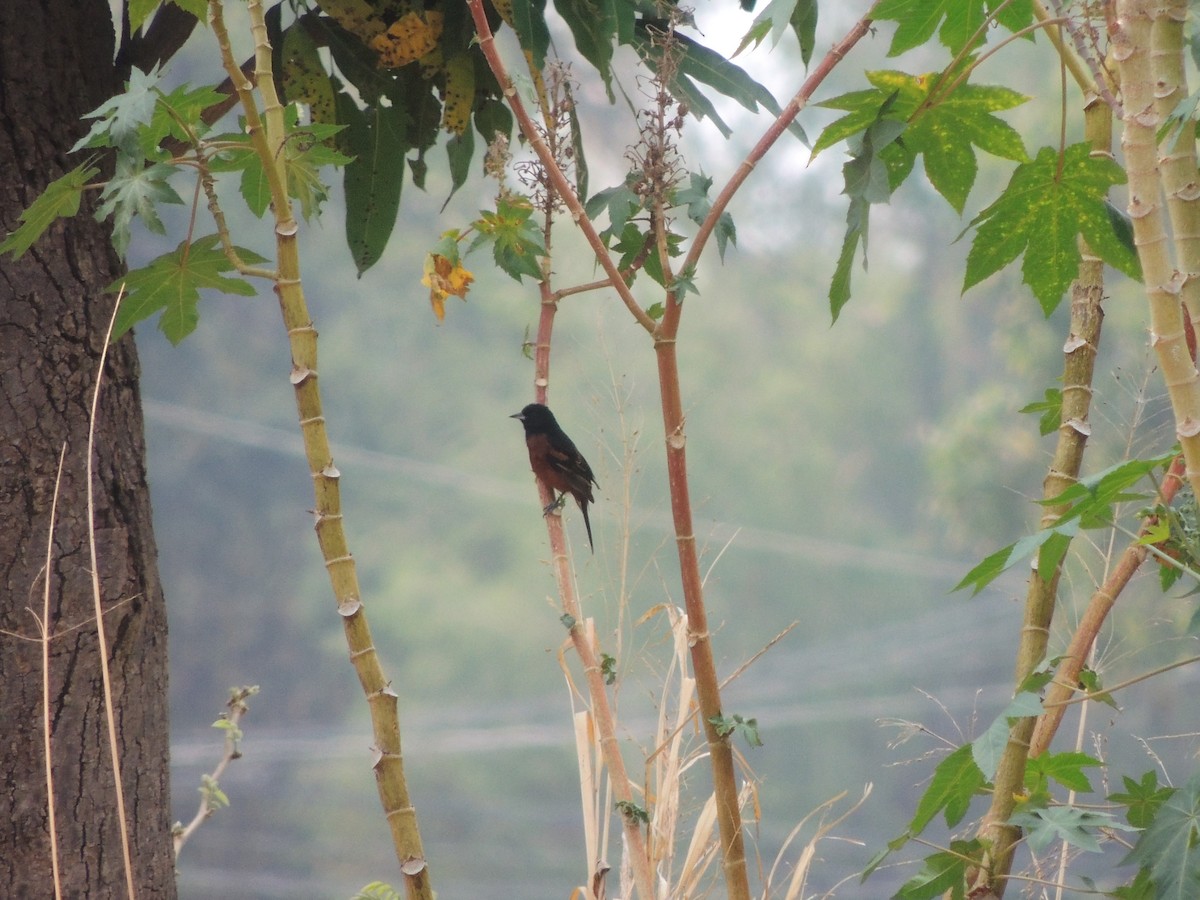 Orchard Oriole - ML163806441