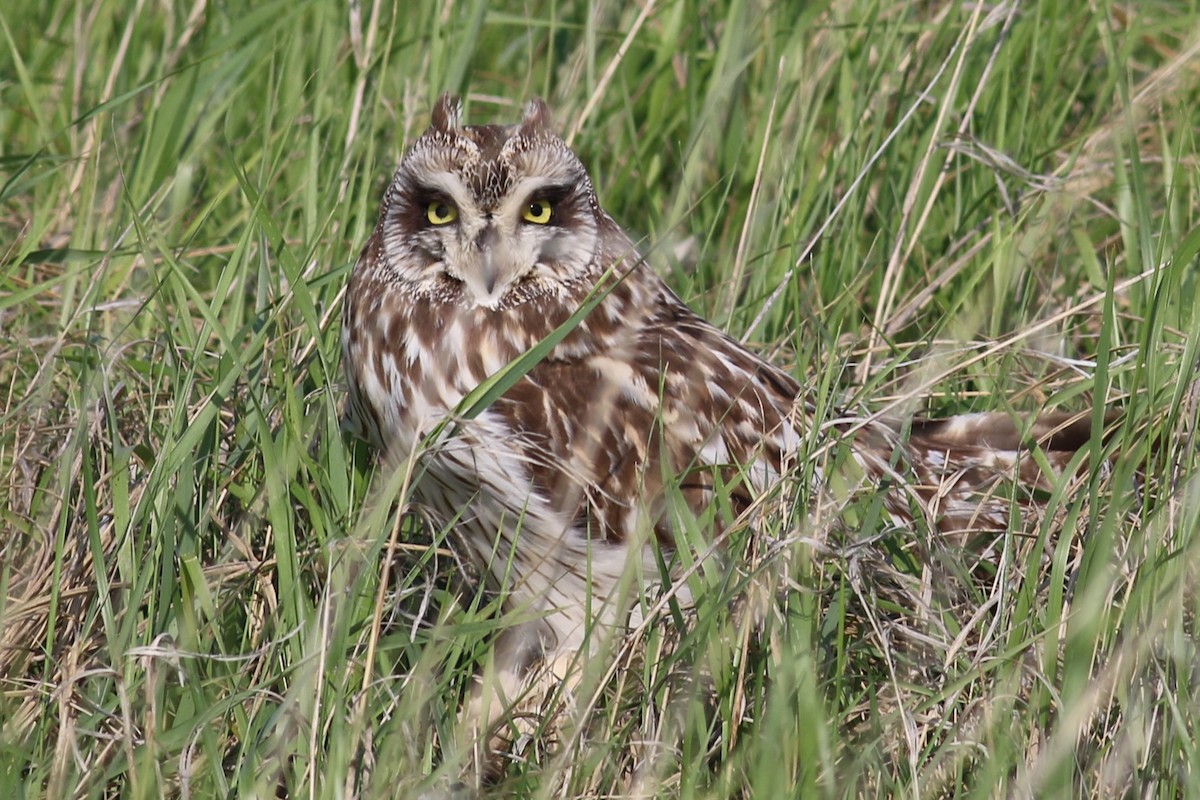 Short-eared Owl - ML163807181