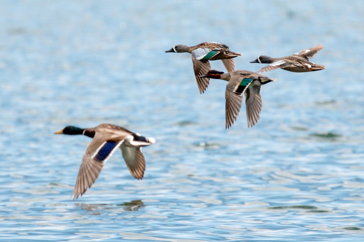 Green-winged Teal - Chris Petrizzo