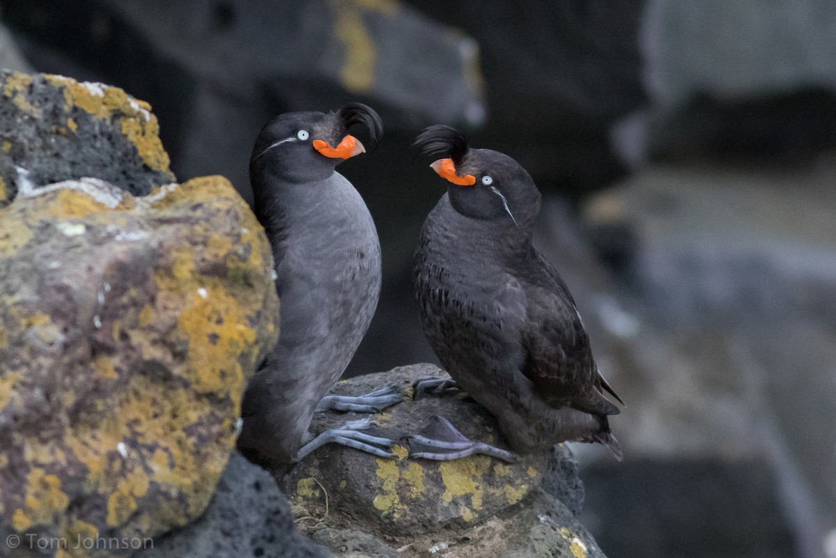 Crested Auklet - ML163807781