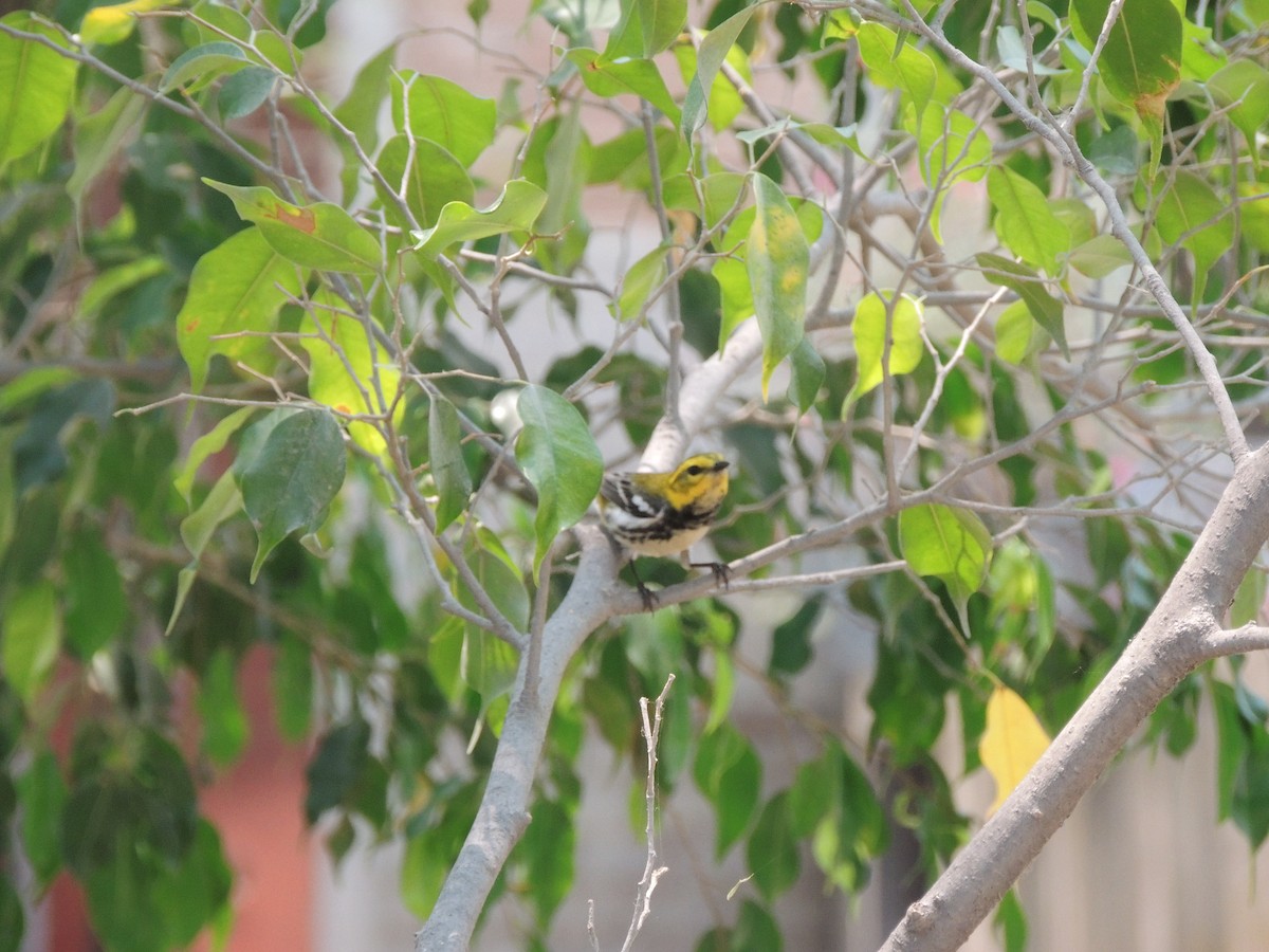 Black-throated Green Warbler - Hebert Cruz