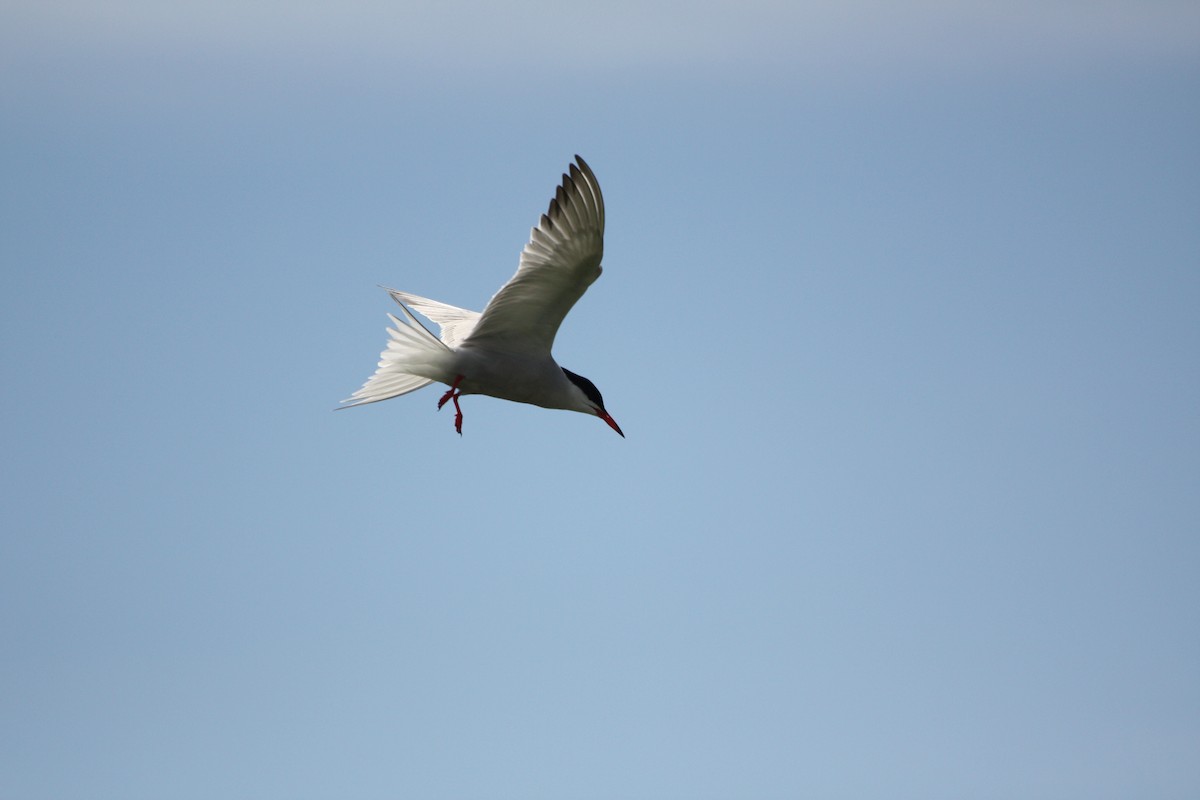 Common Tern - Nicolas Main