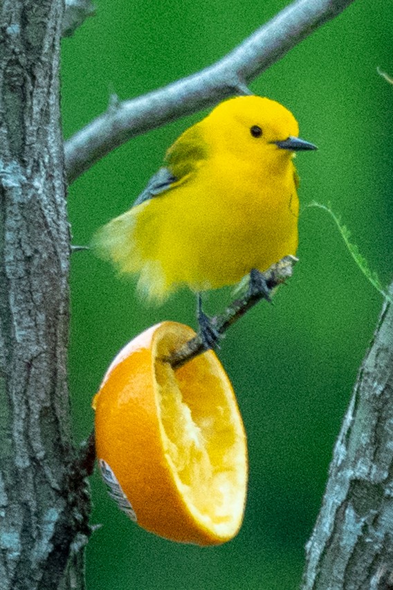 Prothonotary Warbler - ML163812601