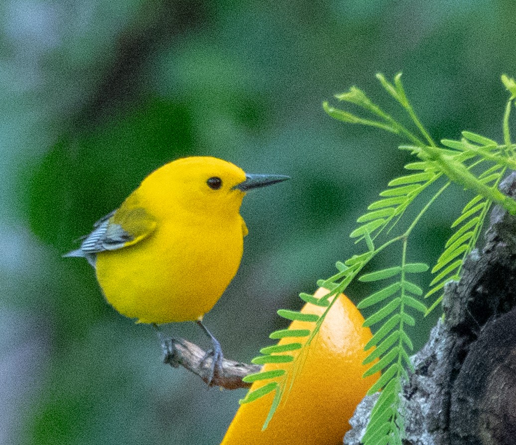 Prothonotary Warbler - ML163812621