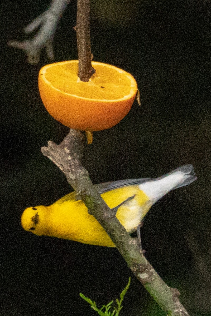 Prothonotary Warbler - ML163812631