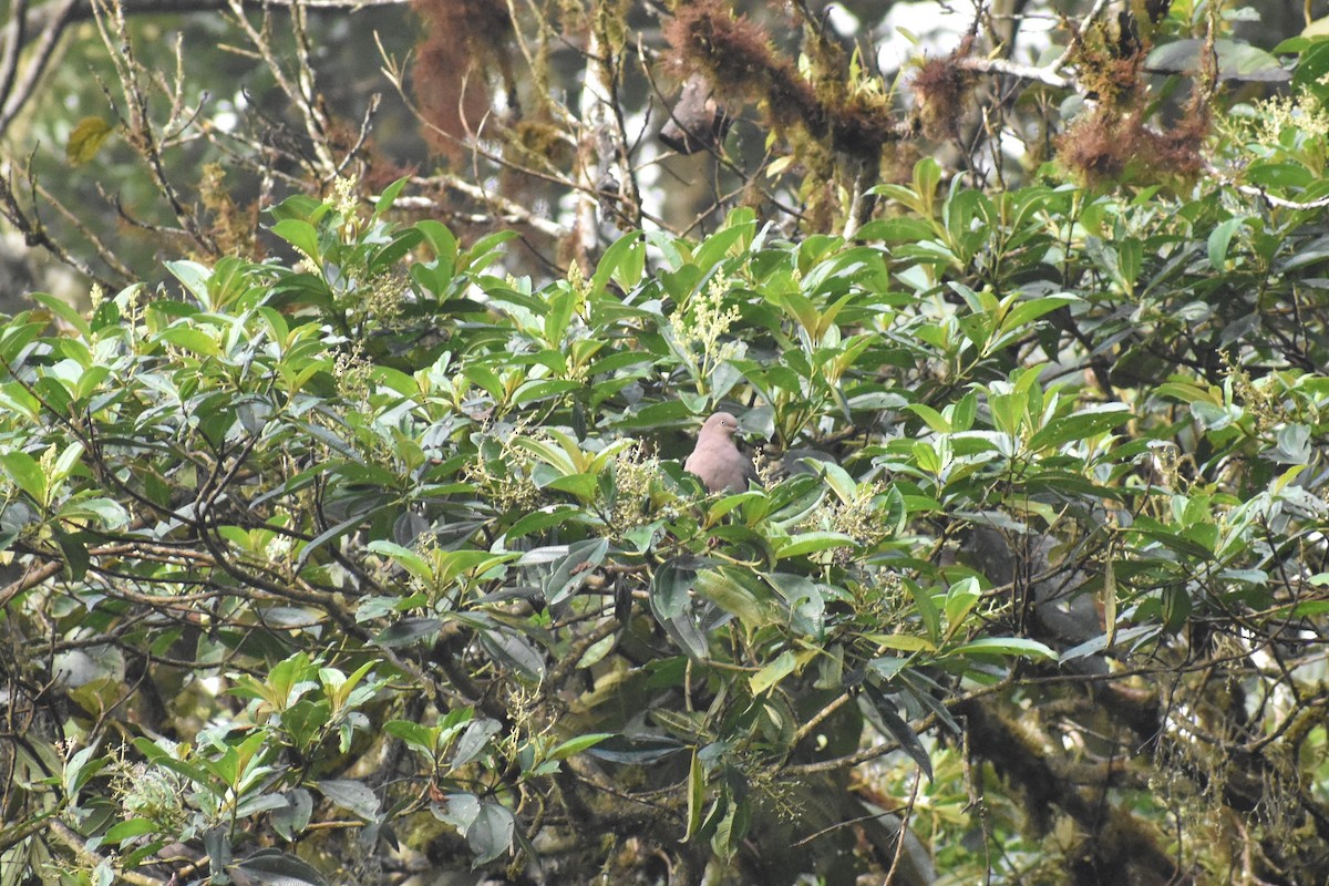 holub šedorůžový - ML163814011