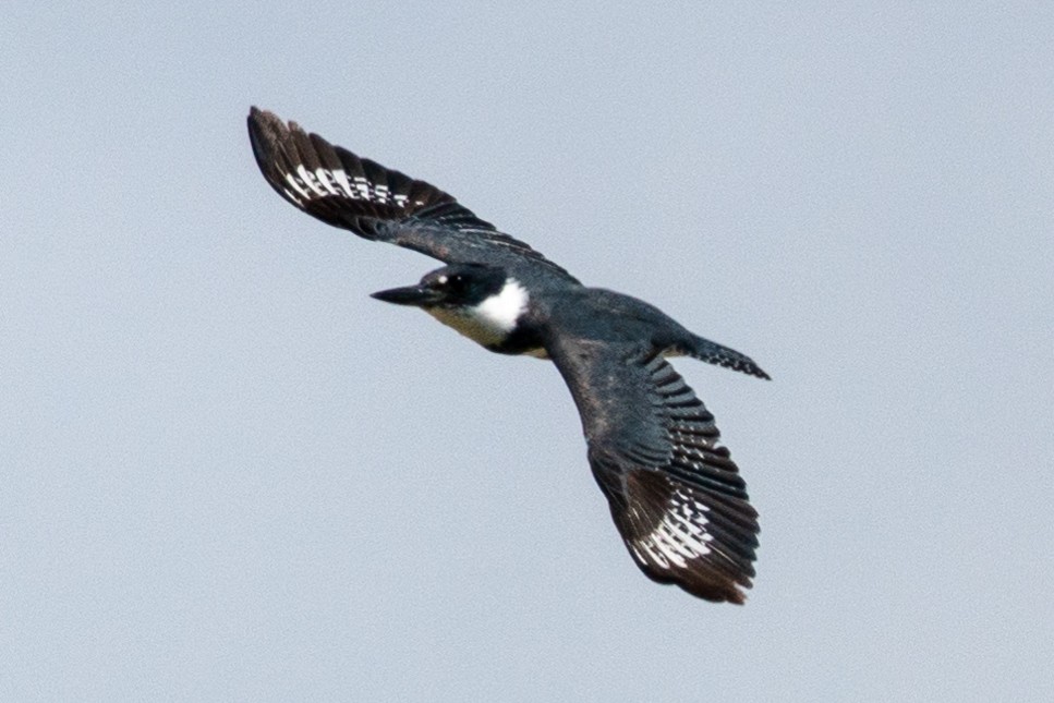 Belted Kingfisher - ML163814021