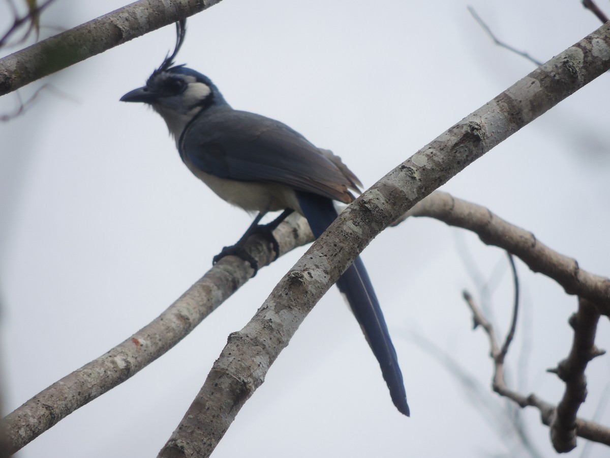 White-throated Magpie-Jay - ML163814091