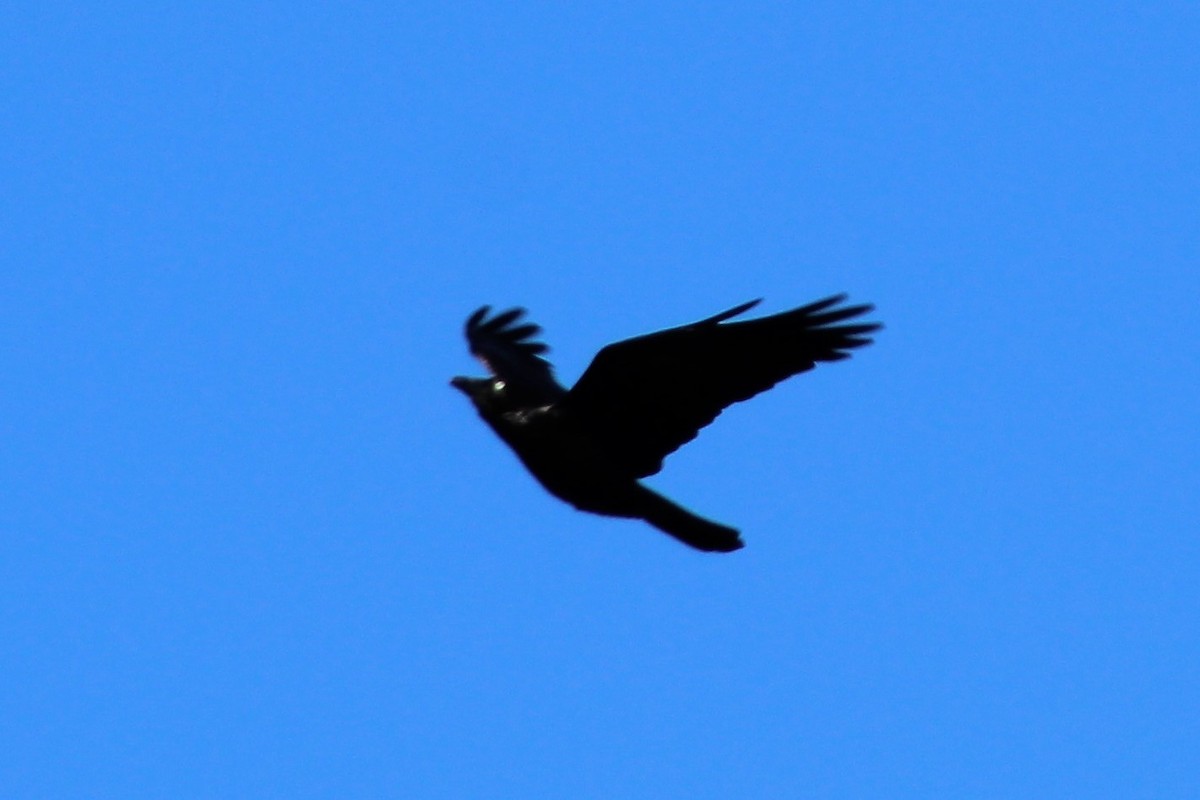 Australian Raven - ML163814421