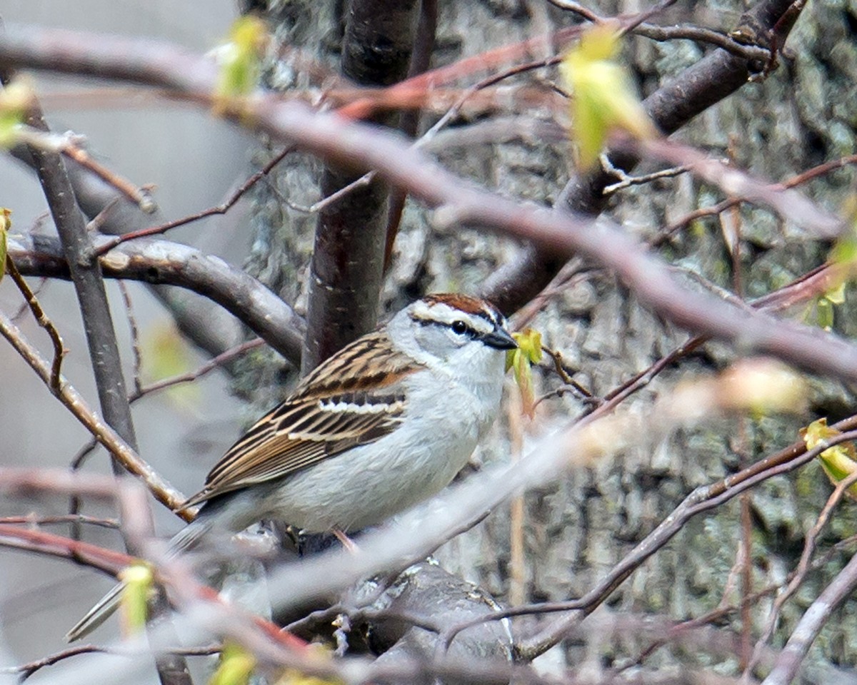 Chipping Sparrow - ML163815461