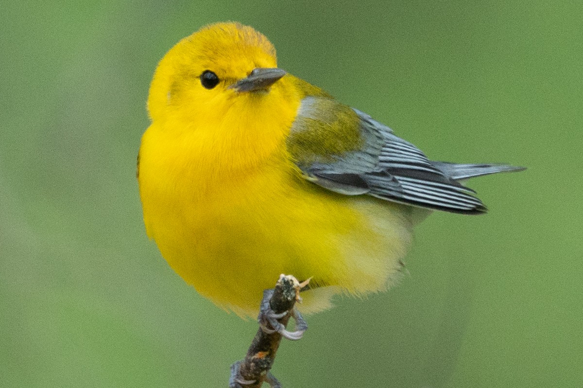 Prothonotary Warbler - ML163816201