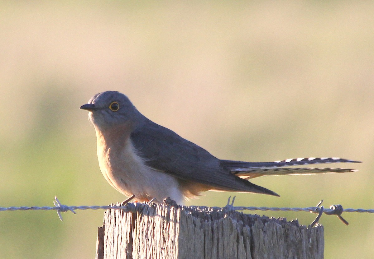 Fan-tailed Cuckoo - David  Mules