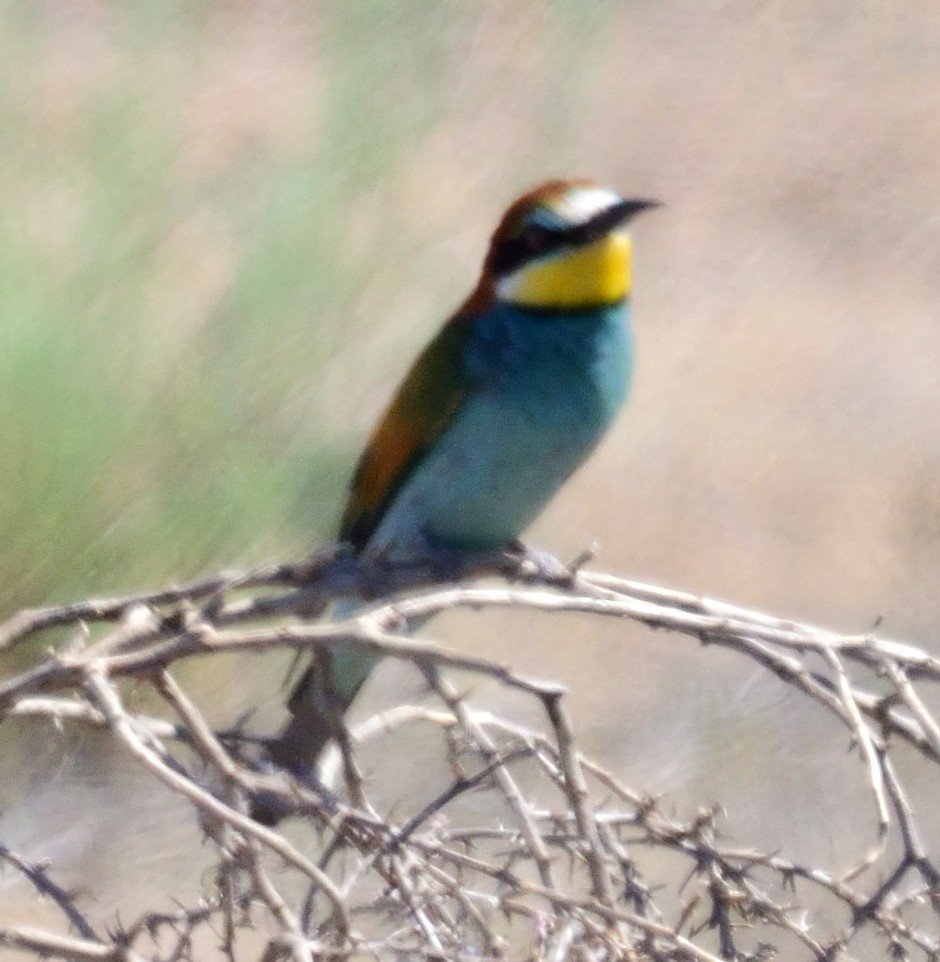 European Bee-eater - ML163819041