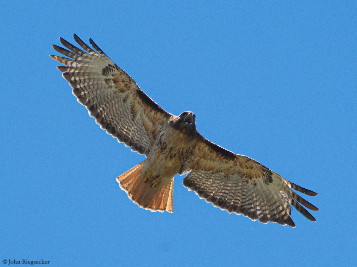 Red-tailed Hawk - ML163819101