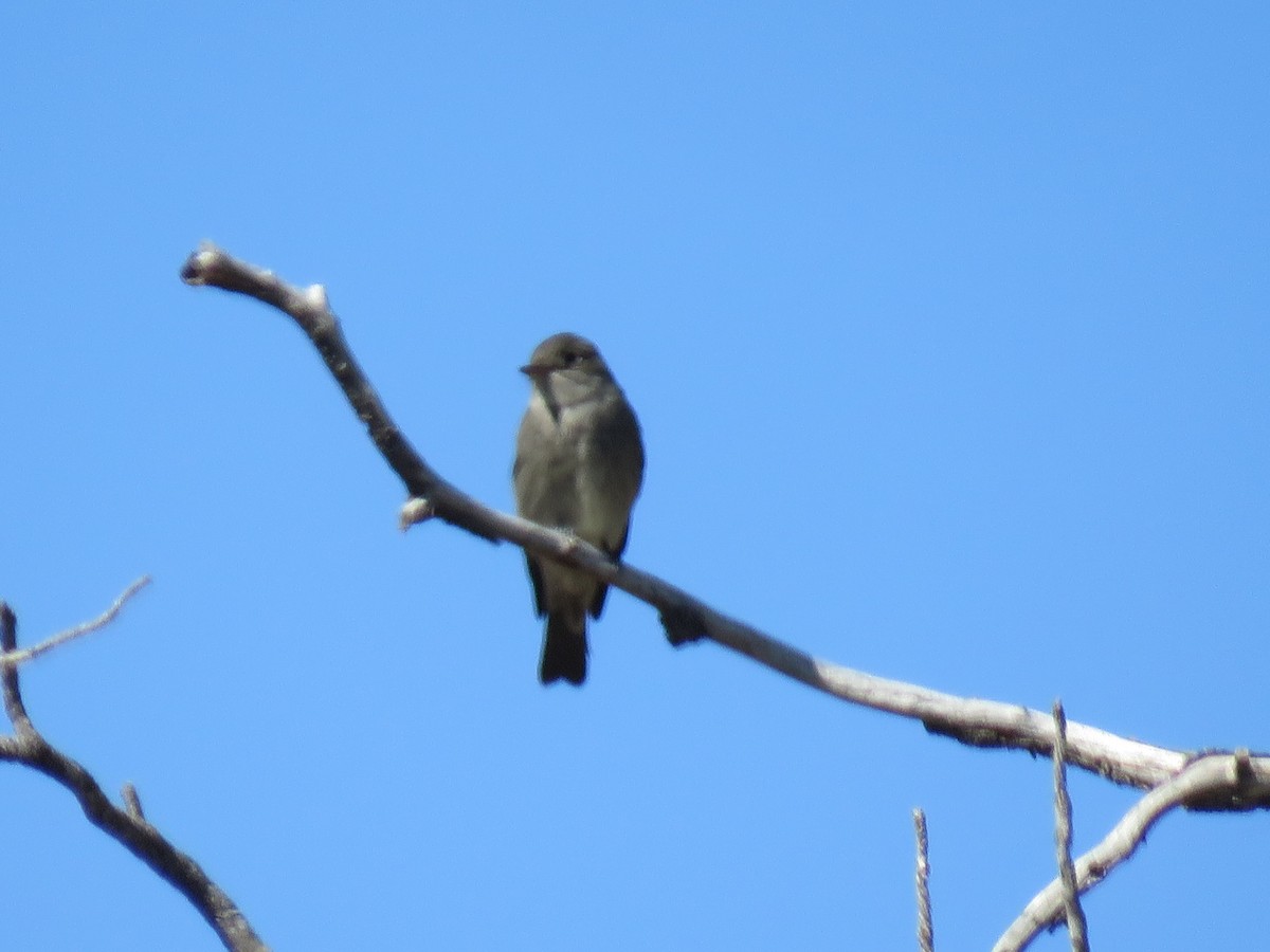 Western Wood-Pewee - Becky Turley