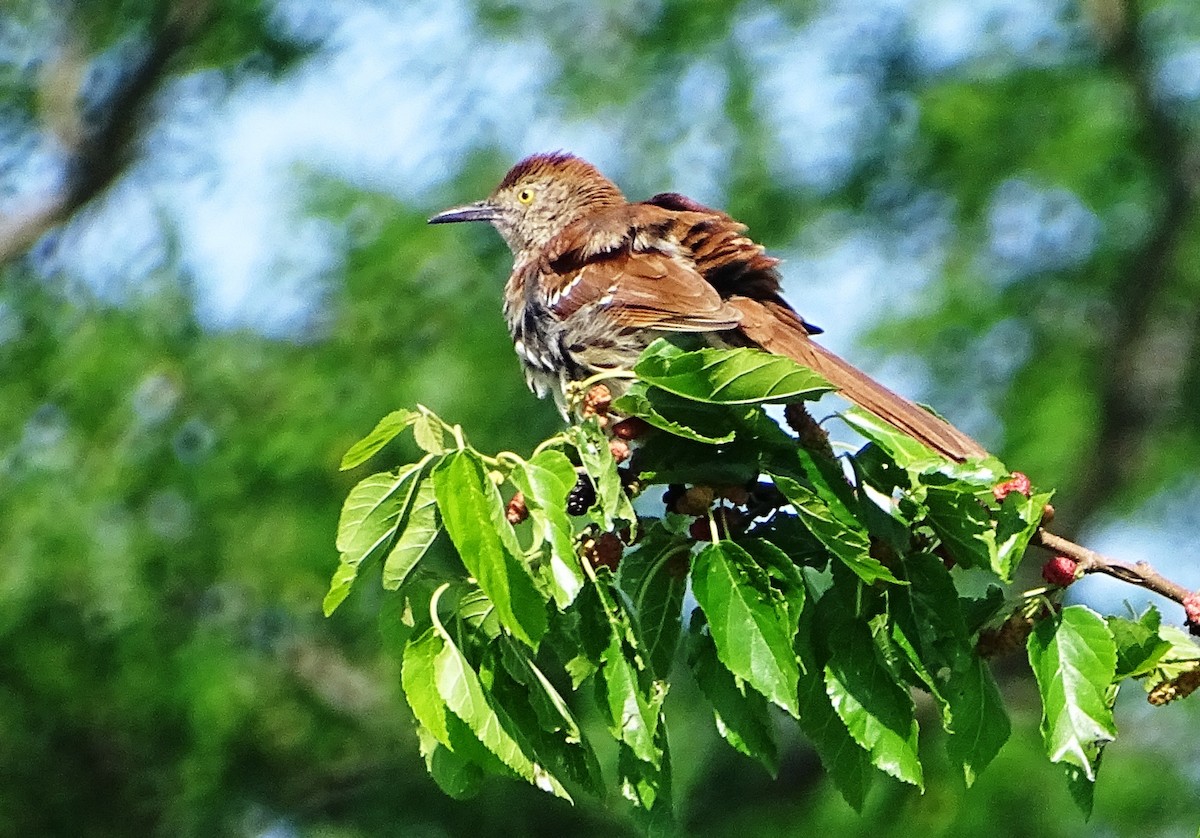 Brown Thrasher - Peter  Dy-Liacco