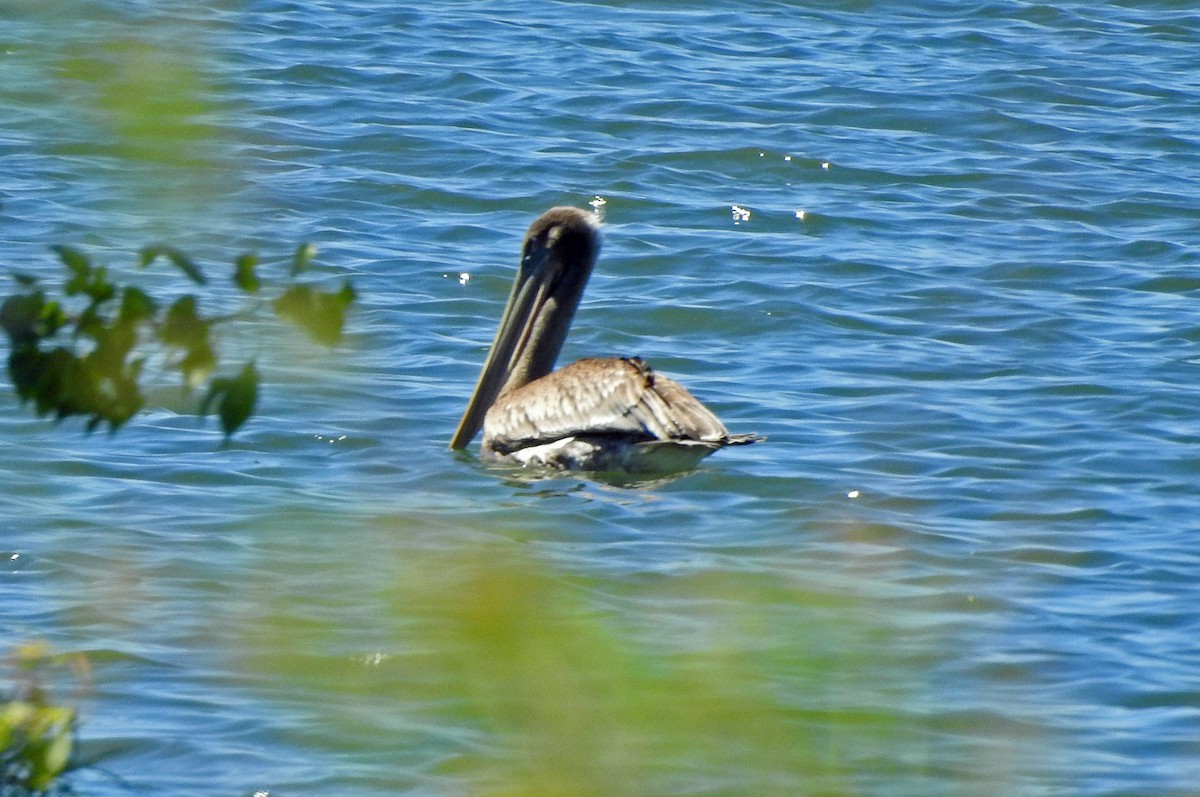 pelikán hnědý - ML163821581