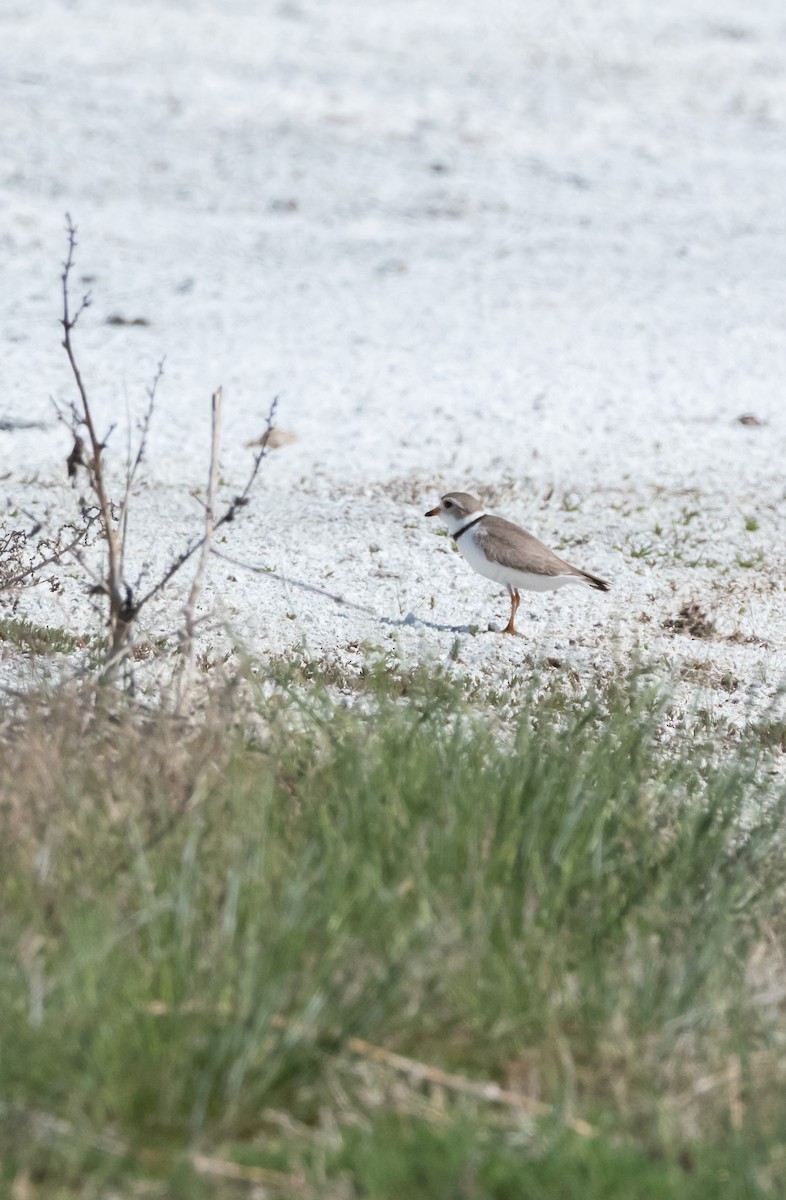Piping Plover - ML163827951