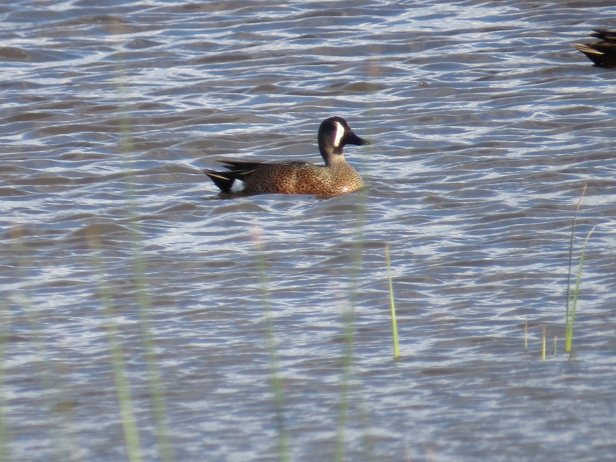 Blue-winged Teal - ML163832651