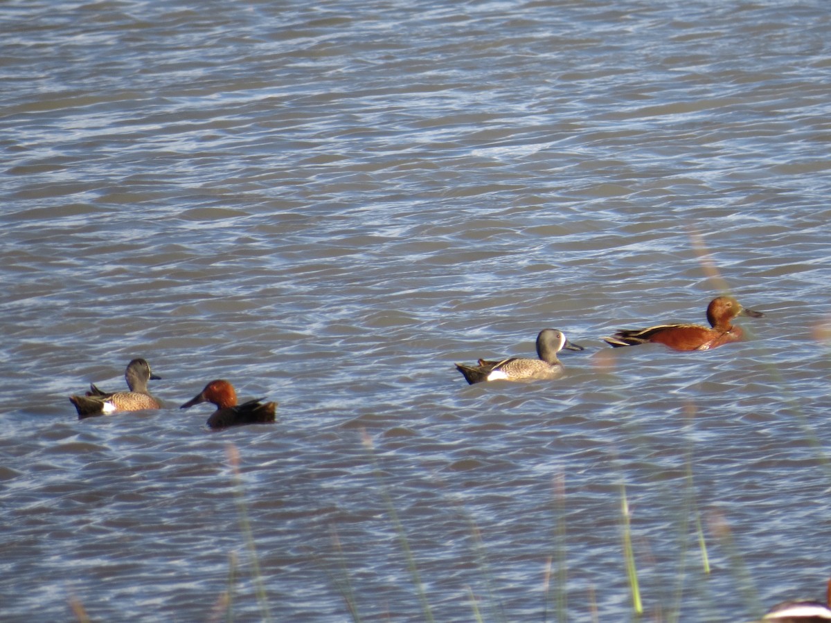 Blue-winged Teal - ML163832661