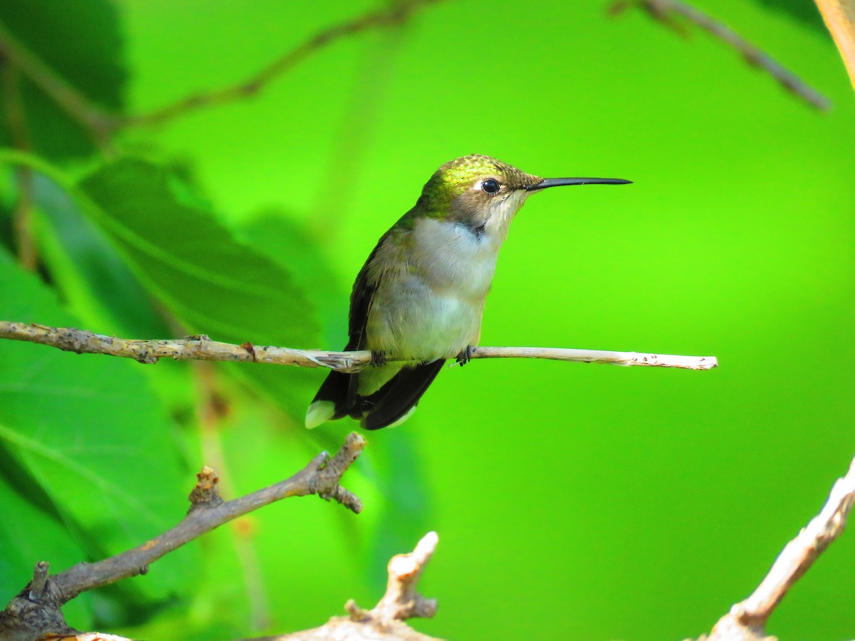 Ruby-throated Hummingbird - ML163836821