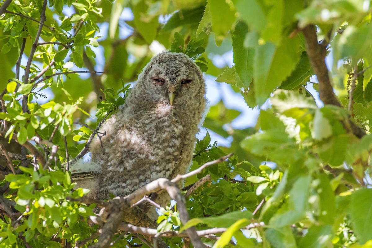 Tawny Owl - ML163837011