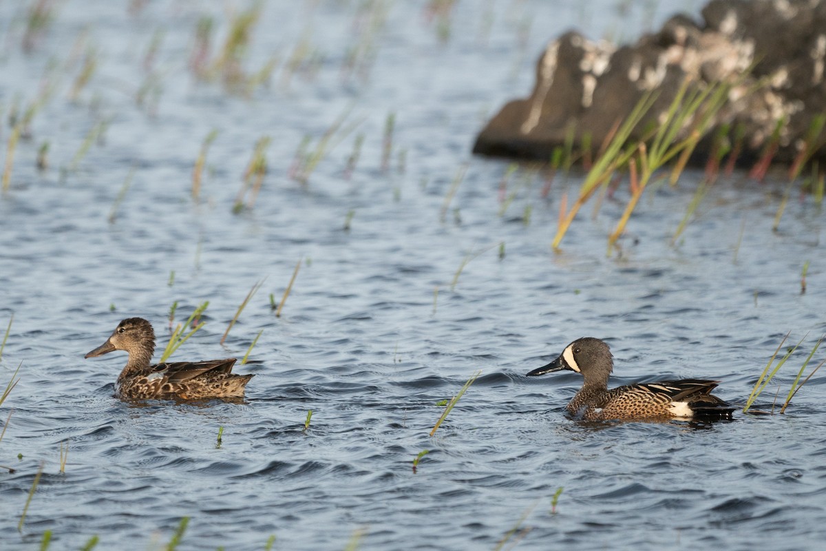Blue-winged Teal - ML163839641