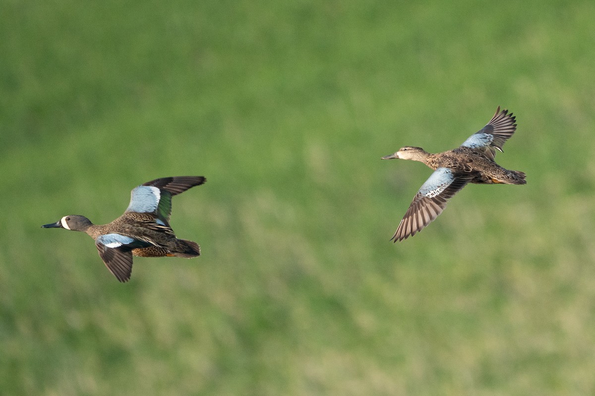 Blue-winged Teal - ML163839681