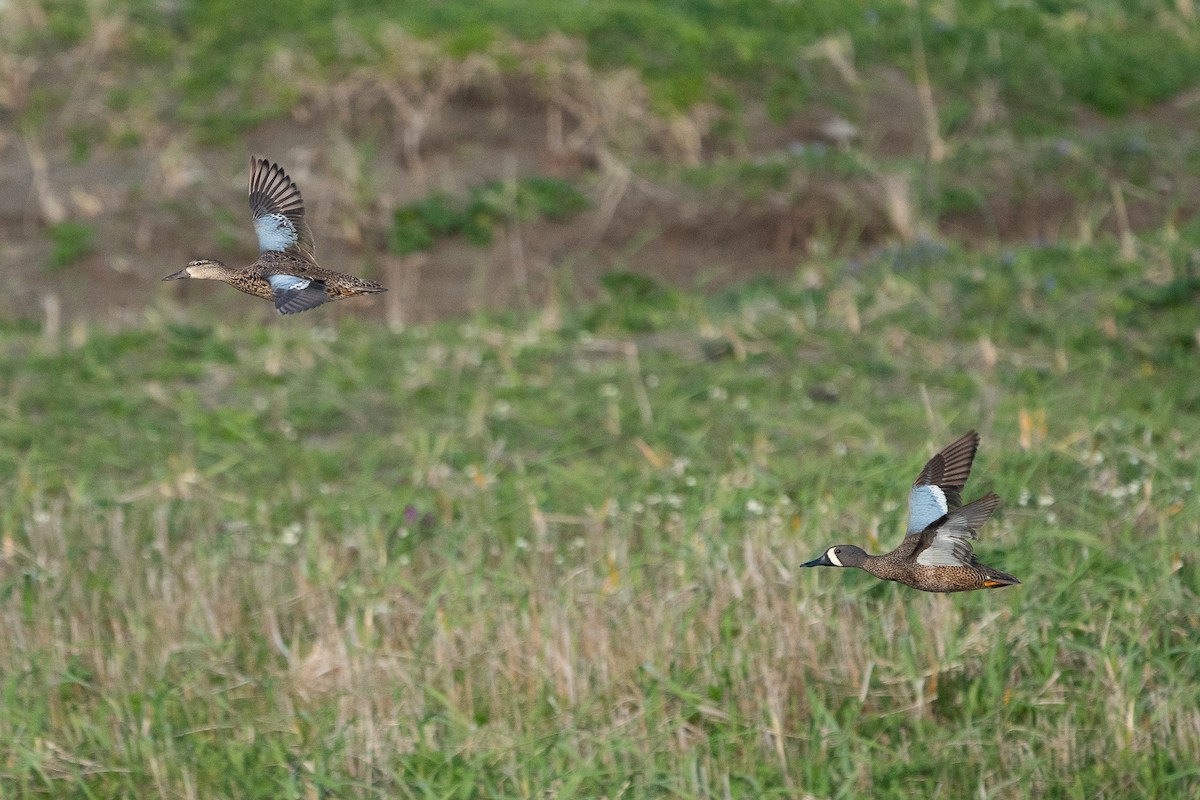 Blue-winged Teal - ML163839821