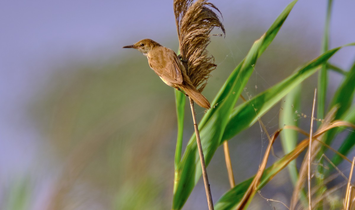 Great Reed Warbler - Adi D