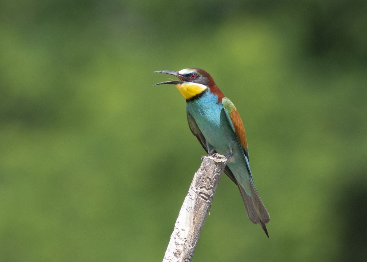 European Bee-eater - ML163840981
