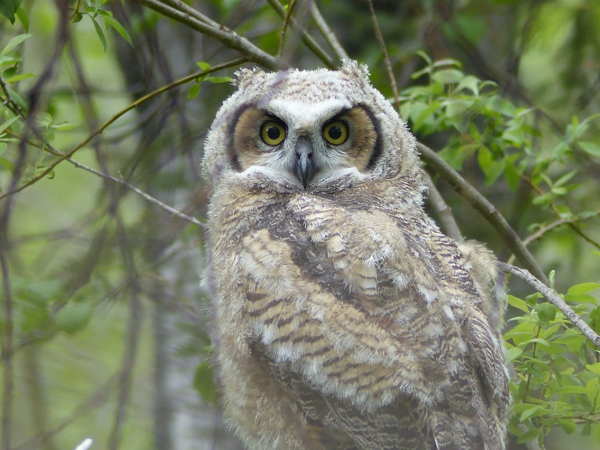 Great Horned Owl - Réjean Deschênes