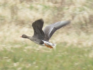 Greater White-fronted Goose, ML163851321