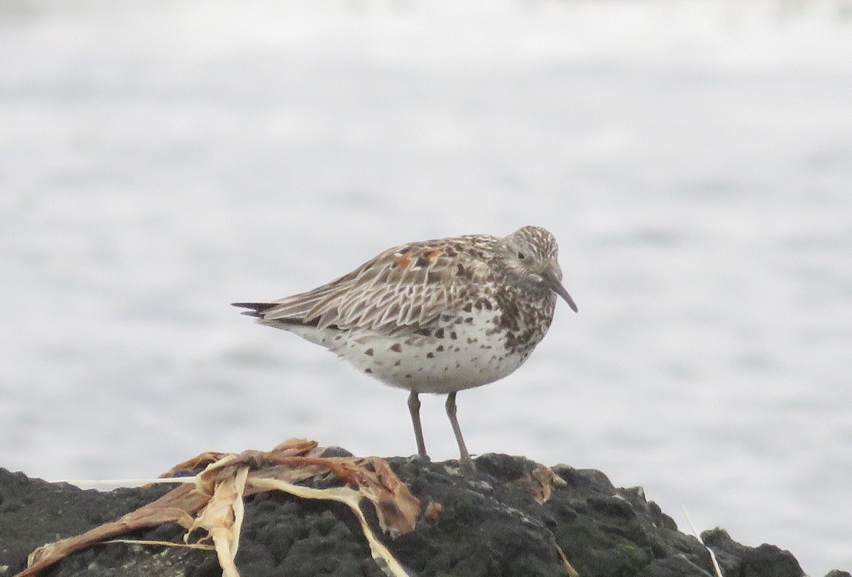 Great Knot - ML163851441